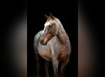 Cruzado, Gelding, 18 years, 15.1 hh, Roan-Red