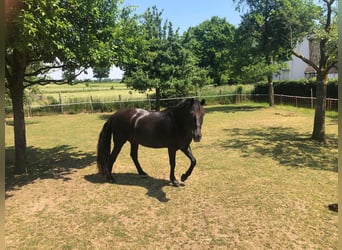 Cruzado, Gelding, 18 years, 15 hh, Bay