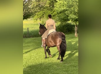Cruzado, Gelding, 18 years, 15 hh, Bay