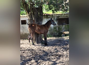 Cruzado Mix, Gelding, 1 year, 15.2 hh, Gray