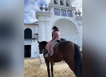 Cruzado Mix, Gelding, 20 years, 15.2 hh, Bay