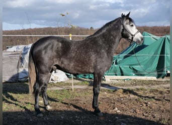 Cruzado Mix, Gelding, 3 years, 14.2 hh, Can be white