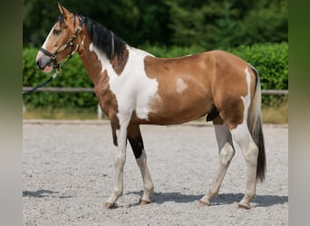 Cruzado, Gelding, 3 years, 14.2 hh, Pinto
