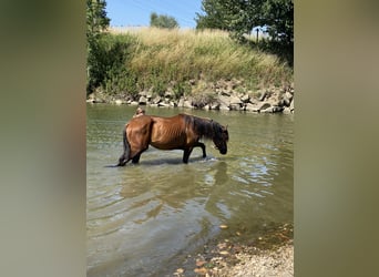Cruzado, Gelding, 3 years, 14,2 hh, Brown
