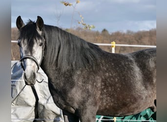 Cruzado Mix, Gelding, 3 years, 14,2 hh, Can be white