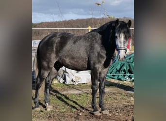 Cruzado Mix, Gelding, 3 years, 14,2 hh, Can be white