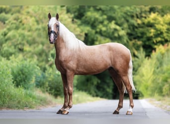 Cruzado, Gelding, 3 years, 15,2 hh, Palomino