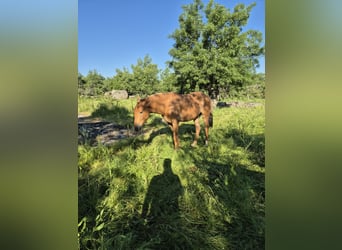 Cruzado, Gelding, 3 years, 16 hh, Chestnut-Red