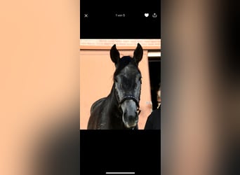 Cruzado Mix, Gelding, 3 years, 16 hh, Grey-Blue-Tan