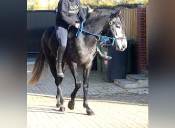 Cruzado Mix, Gelding, 3 years, 16 hh, Grey-Blue-Tan