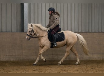 Cruzado, Gelding, 4 years, 13,1 hh, Palomino