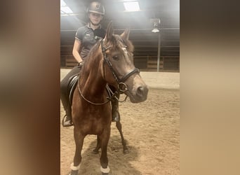 Cruzado, Gelding, 4 years, 14,2 hh, Brown