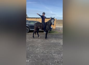 Cruzado Mix, Gelding, 4 years, 14,3 hh, Can be white