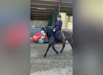 Cruzado Mix, Gelding, 4 years, 14,3 hh, Can be white