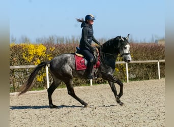 Cruzado, Gelding, 4 years, 15.2 hh, Grey