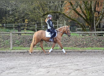 Cruzado, Gelding, 4 years, 15.2 hh, Palomino