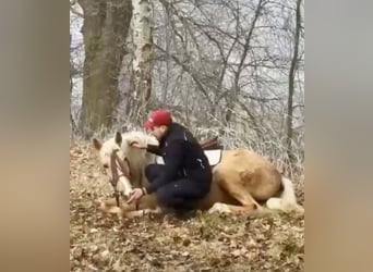 Cruzado, Gelding, 4 years, 15 hh, Palomino