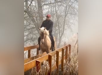 Cruzado, Gelding, 4 years, 15 hh, Palomino