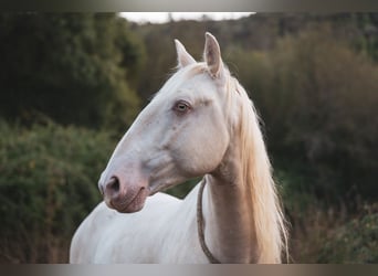 Cruzado, Gelding, 4 years, 15,1 hh, Champagne