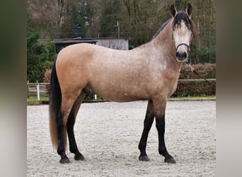 Cruzado, Gelding, 4 years, 15,2 hh, Brown Falb mold