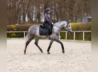 Cruzado, Gelding, 4 years, 15,2 hh, Grey