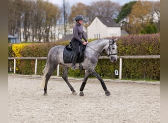 Cruzado, Gelding, 4 years, 15,2 hh, Grey