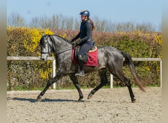Cruzado, Gelding, 4 years, 15,2 hh, Grey