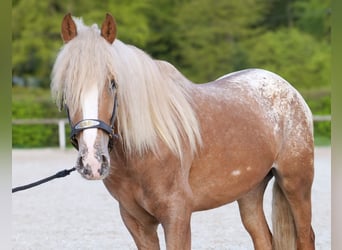 Cruzado, Gelding, 4 years, 15,2 hh, Leopard-Piebald