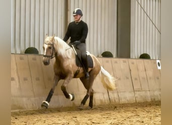 Cruzado, Gelding, 4 years, 15,2 hh, Palomino