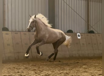 Cruzado, Gelding, 4 years, 15,2 hh, Palomino