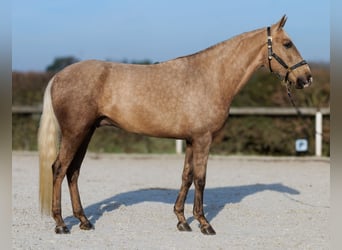 Cruzado, Gelding, 4 years, 15,2 hh, Palomino