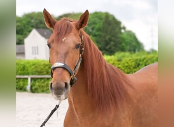 Cruzado, Gelding, 4 years, 16 hh, Chestnut
