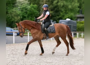 Cruzado, Gelding, 4 years, 16 hh, Chestnut