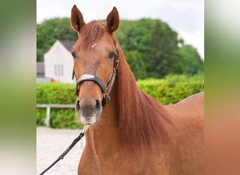 Cruzado, Gelding, 4 years, 16 hh, Chestnut