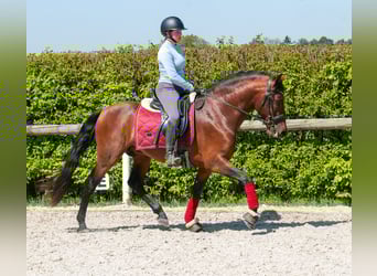 Cruzado, Gelding, 5 years, 14.2 hh, Brown