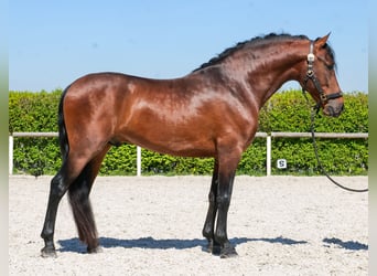 Cruzado, Gelding, 5 years, 14.2 hh