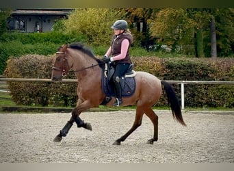 Cruzado, Gelding, 5 years, 14.2 hh, Roan-Red