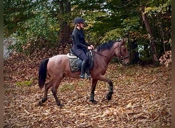 Cruzado, Gelding, 5 years, 14.2 hh, Roan-Red