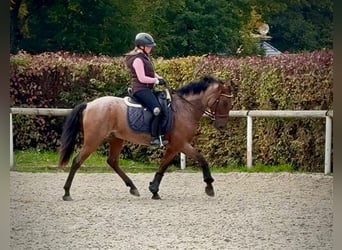 Cruzado, Gelding, 5 years, 14.2 hh, Roan-Red