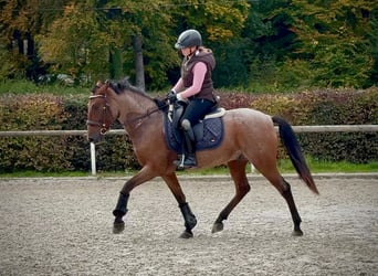 Cruzado, Gelding, 5 years, 14.2 hh, Roan-Red