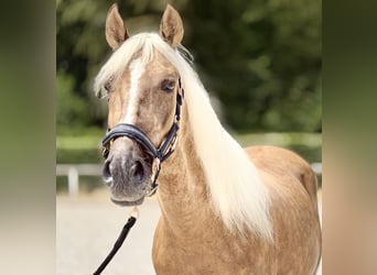 Cruzado, Gelding, 5 years, 15.1 hh, Palomino