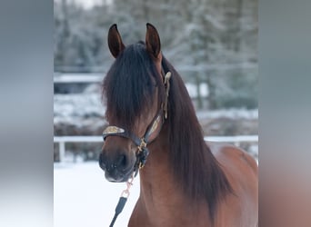 Cruzado, Gelding, 5 years, 15.2 hh, Brown