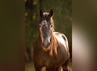 Cruzado Mix, Gelding, 5 years, 15 hh, Grey-Dark-Tan