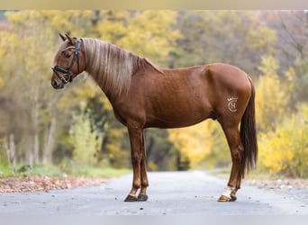 Cruzado, Gelding, 5 years, 15,1 hh, Chestnut-Red