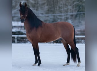 Cruzado, Gelding, 5 years, 15,2 hh, Brown