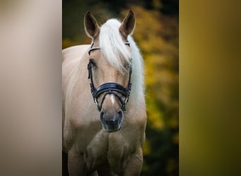 Cruzado, Gelding, 5 years, 16.1 hh, Palomino