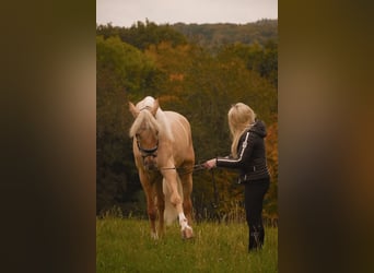 Cruzado, Gelding, 5 years, 16.1 hh, Palomino