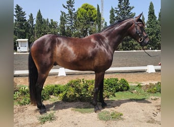 Cruzado, Gelding, 5 years, 16 hh, Brown