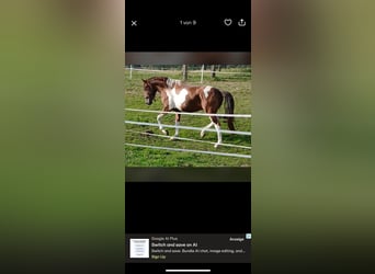 Cruzado, Gelding, 5 years, 16 hh, Pinto