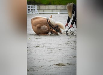 Cruzado, Gelding, 5 years, 16,1 hh, Palomino